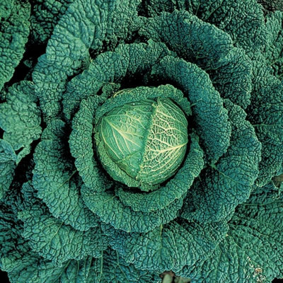 Cabbage Savoy Vertus SeedsVegetableAnnual from B&Q