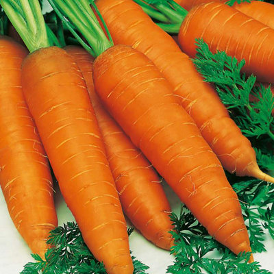 Carrot Autumn King 2 SeedsVegetableAnnual from B&Q