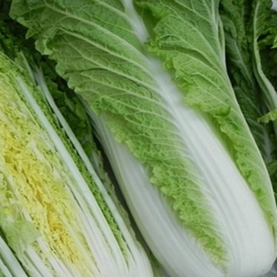 Chinese Cabbage Michihili SeedsVegetableAnnual from B&Q