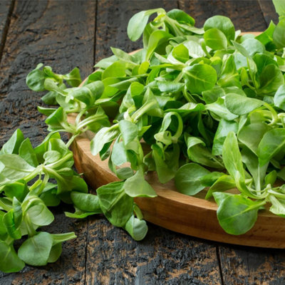  - Lambs Lettuce (Corn Salad) SeedsVegetableAnnual