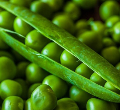  - Pea Meteor SeedsVegetableAnnual