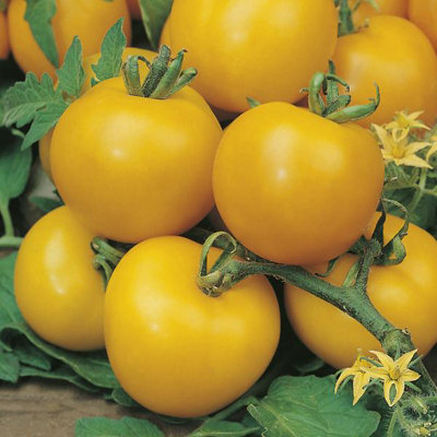 Tomato Golden Sunrise SeedsVegetableAnnual from B&Q