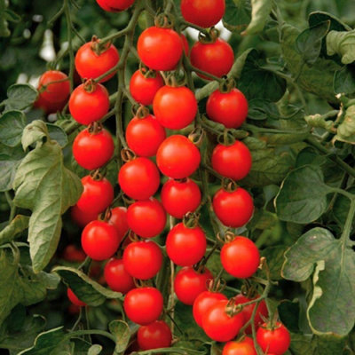 Tomato Cherry Cerise SeedsVegetableAnnual from B&Q