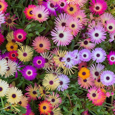 Mesembryanthemum Livingstone Daisy SeedsFlowerAnnual from B&Q