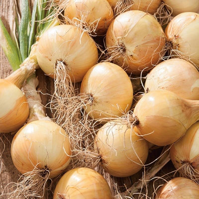 Onion Ailsa Craig SeedsVegetableAnnual from B&Q