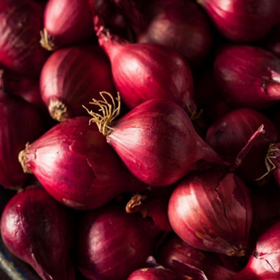  - Onion Red Brunswick SeedsVegetableAnnual