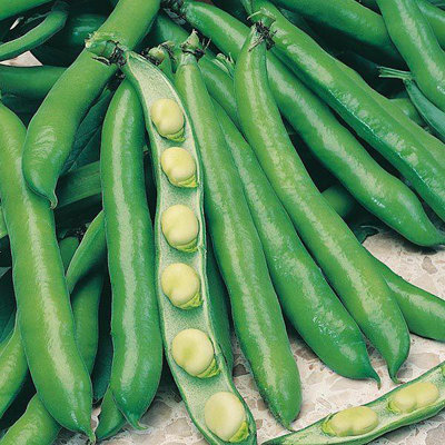 Broad Bean Bunyard Exhibiton SeedsVegetableHigh YieldAnnual from B&Q
