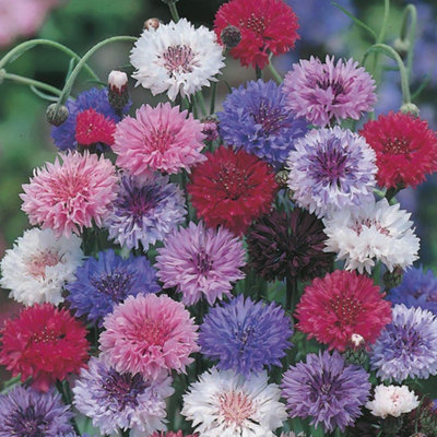  - Cornflower Double Mixed SeedsFlowerAnnual