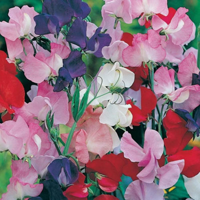 Sweet Pea Giant Wave Mixed SeedsVegetableAnnual from B&Q