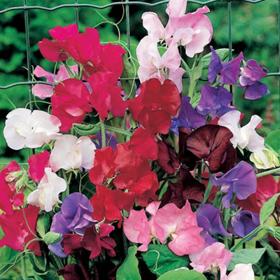 Sweet Pea Spencer Mixed SeedsFlowerAnnual from B&Q