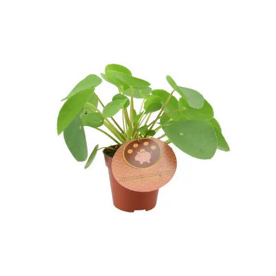 Pilea Pepperomiordes Chinese Money Plant Easy Care Houseplant In 12Cm Pot Garden Plant from B&Q