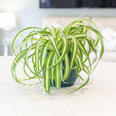 Primrose Chlorophytum Comosum Bonnie Variegated Spider Plant 12Cm Pot 25Cm Tall Foliage House Plants from B&Q