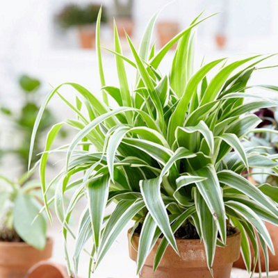 Primrose Chlorophytum Comosum Ocean Spider Plant 12Cm Pot 20Cm Tall Foliage House Plants from B&Q