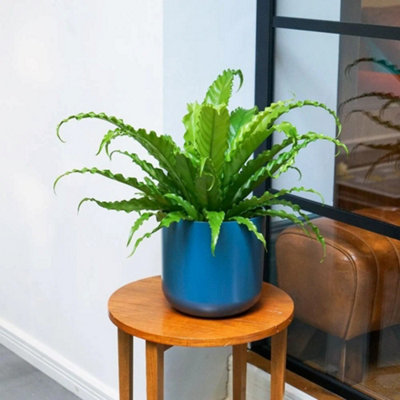 Primrose Asplenium Antiquum Osaka Japanese Birds Nest Fern 17Cm Pot 45Cm Tall Foliage House Plants from B&Q