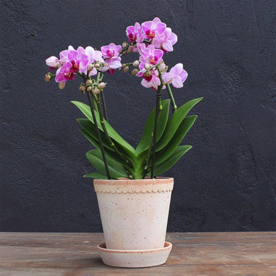 Plant Theory Moth Orchid Purple Boquetto Delight Phalaenopsis House Plant 12Cm Pot 35Cm Tall from B&Q
