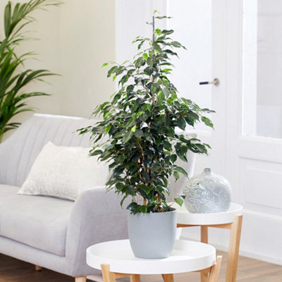 Primrose Ficus Benjamina Danielle Weeping Fig 27Cm Pot 1.45M Tall House Plant from B&Q