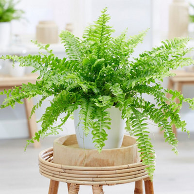 Primrose Nephrolepis Exaltata Green Lady Boston Fern 18Cm Pot Hanging Pot Foliage House Plants from B&Q
