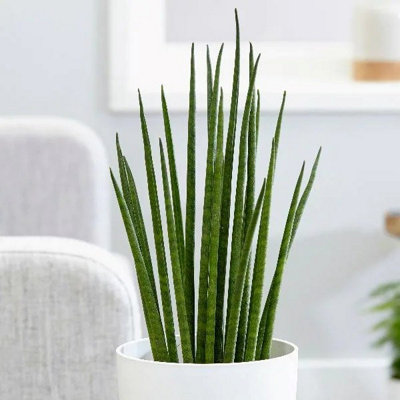 Primrose Sansevieria Bacularis Mikado Snake Plant 12Cm Pot 40Cm Tall Foliage House Plants from B&Q