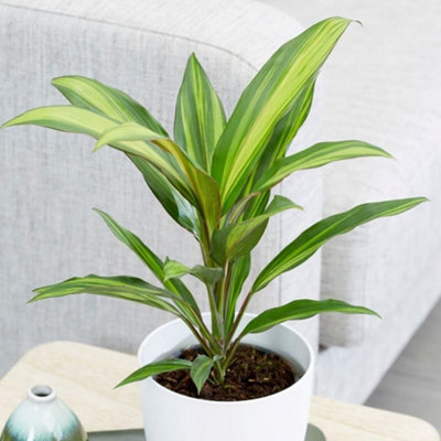 Primrose Cordyline Fruticosa Kiwi Good Luck Plant 12Cm Pot 35Cm Tall Foliage House Plants from B&Q