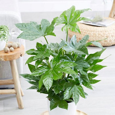Plant Theory Fatsia Japonica Japanese Aralia Indoor 60Cm Plant 17Cm Pot from B&Q