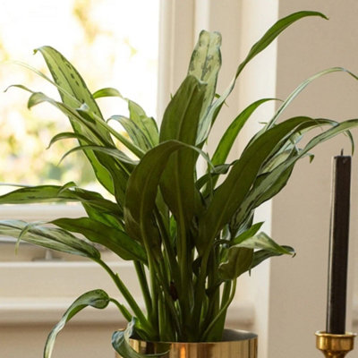 B&Q -  Aglaonema Cutlass Chinese Evergreen 14Cm Pot 40Cm Tall Foliage House Plants