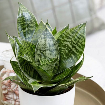 Primrose Sansevieria Trifasciata Hahnii Hahns Sansevieria 9Cm Pot 20Cm Tall Foliage House Plants from B&Q