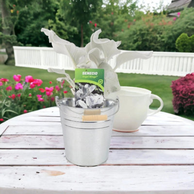 Metal Zinc Pail Planter  Rustic Galvanised Plant Pot For Indoor & Outdoor Use from B&Q