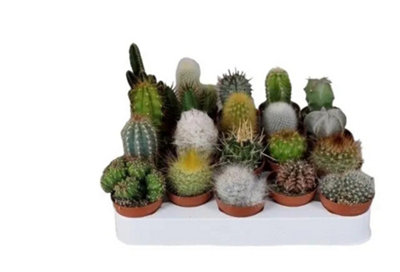 10  Mixed Cactus Plants In 55Cm Pots Easycare Indoor Succulents Garden Plant from B&Q