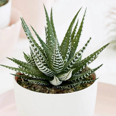 B&Q -  Haworthia Big Band Fairies Washboard 11Cm Pot 17Cm Tall Foliage House Plants