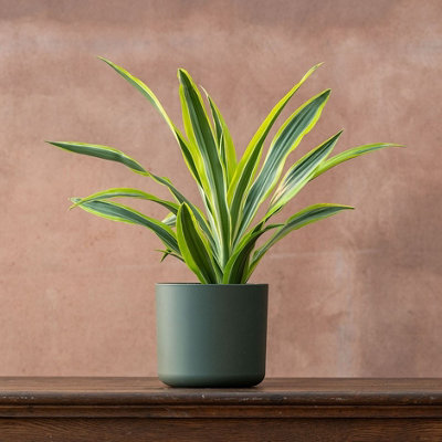 Primrose Dracaena Fragrans Lemon Lime Dragon 17Cm Pot 50Cm Tall Foliage House Plants from B&Q