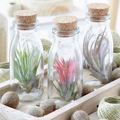 Primrose Tillandsia Multiflora Air Plant Glass Bottle Tillandsia Multiflora Green In Photo Foliage House Plants from B&Q