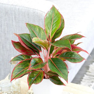 Plant Theory Crete Chinese Evergreen Aglaonema 25Cm Indoor Plant 12Cm Pot from B&Q
