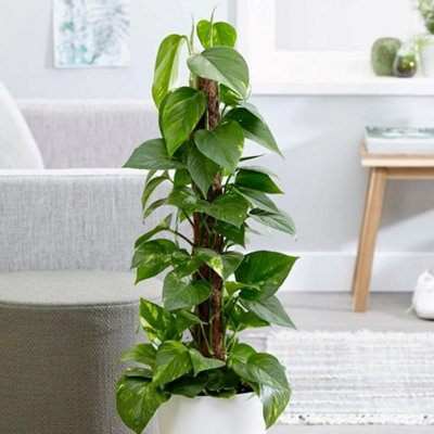 Primrose Epipremnum Aureum Devils Ivy 15Cm Pot Hanging Pot Foliage House Plants from B&Q