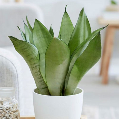 Primrose Sansevieria Trifasciata Moonshine Mother-In-Laws Tongue 9Cm Pot 30Cm Tall Foliage House Plants from B&Q