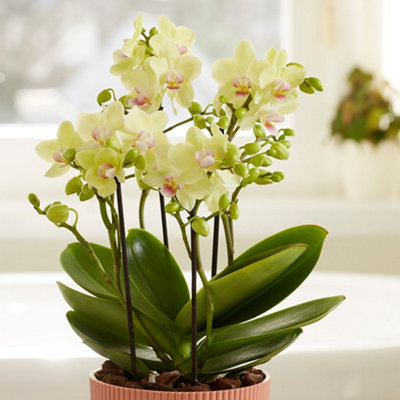 Primrose Phalaenopsis Boquetto Sensation Moth Orchid 12Cm Pot 35Cm Tall Indoor Orchids from B&Q