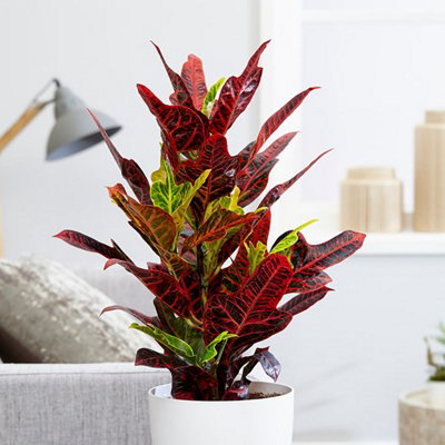 Plant Theory Excellent Josephs Coat Croton Codiaeum Variegatum Pictum Red Multicoloured Indoor 15Cm Plant 19Cm Pot from B&Q
