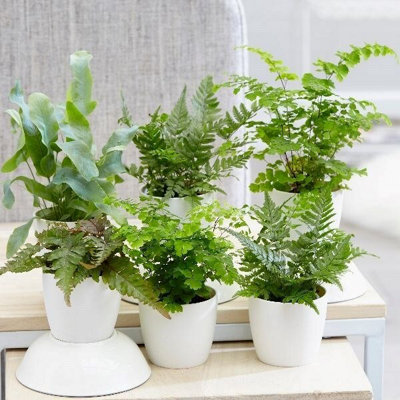 Primrose Starter Fern 6Cm Pot Foliage House Plant from B&Q