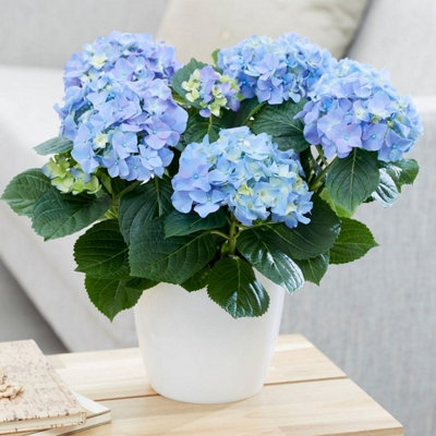 B&Q -  40Cm Hydrangea Macrophylla Early Blue Plant Houseplant 14Cm Pot