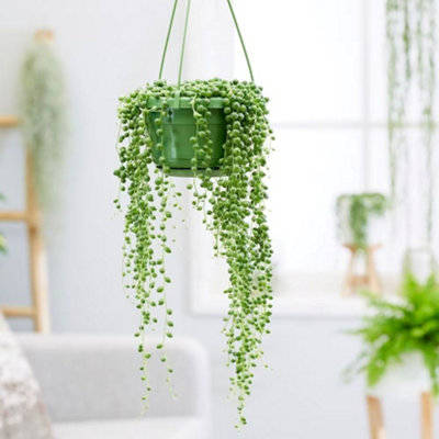 Primrose Curio Rowleyanus String Of Beads 12Cm Pot 10Cm Tall Foliage House Plants from B&Q