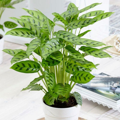 Primrose Calathea Leopardina Goeppertia Concinna 12Cm Pot 40Cm Tall Foliage House Plants from B&Q