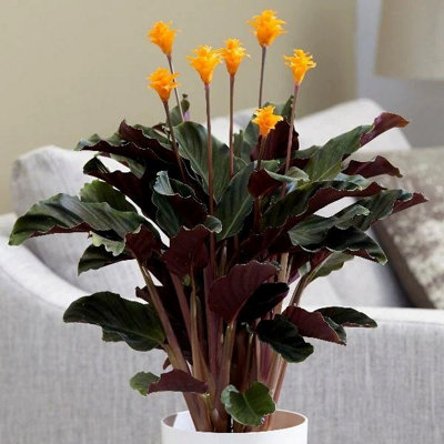 B&Q -  Goeppertia Crocata Tassmania Eternal Flame 14Cm Pot 40Cm Tall Flowering House Plants