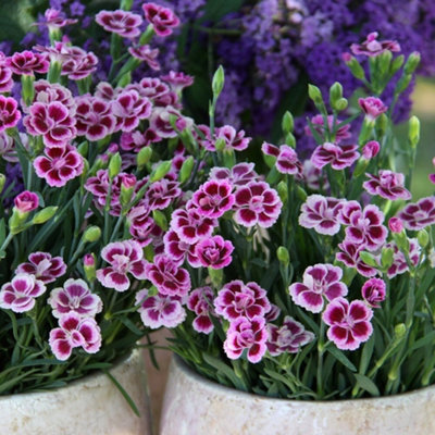 Primrose Dianthus Pink Kisses Garden Pinks 10.5Cm Pot Bedding Plants from B&Q