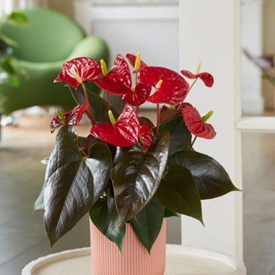 Primrose Coral Anthurium Champion Flamingo Flower Pot 35Cm Tall Flowering House Plants 12Cm