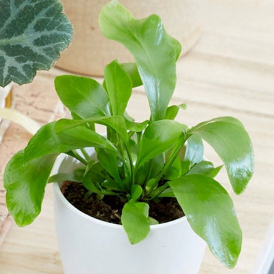 Primrose Asplenium Bottle Garden Terrarium Plant Bird's Nest Fern 6Cm Pot 11Cm Tall Foliage House Plants from B&Q