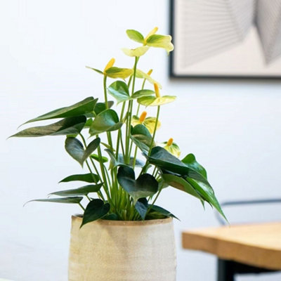 Primrose Anthurium Vanilla Champion Flamingo Flower 12Cm Pot 40Cm Tall Flowering House Plants from B&Q