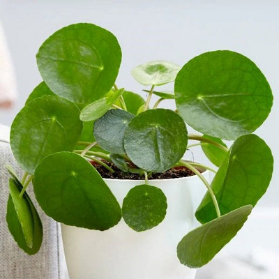 Primrose Pilea Peperomioides Chinese Money Plant Or Missionary Plant 13Cm Pot 20Cm Tall Foliage House Plants from B&Q