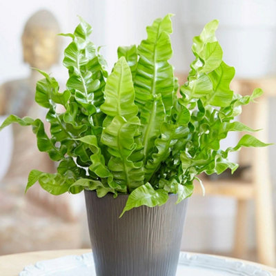 Primrose Asplenium Nidus Crispy Wave Birds Nest Fern 12Cm Pot 20Cm Tall Foliage House Plants from B&Q