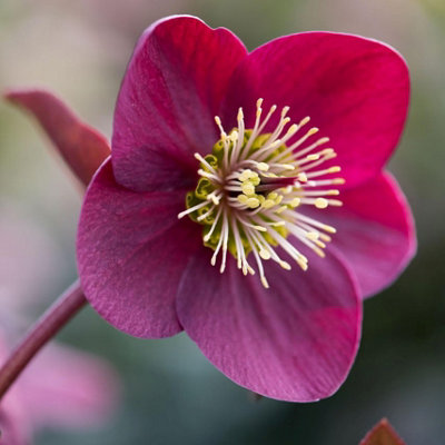Plant Theory Anna's Red Hellebore Perennials Flowering Plants Helleborus 2L Pot from B&Q