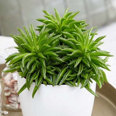Primrose Peperomia Happy Bean Peperomia Ferreyrae 10.5Cm Pot 15Cm Tall Foliage House Plants