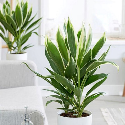 Plant Theory Green/Cream/Light Cordyline Fruticosa Conga Good Luck Plant Indoor Plant 19Cm Pot 60Cm